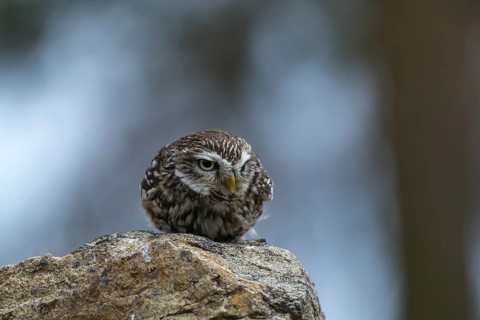 One little owl (Athene noctua) sitting on a stone inside the ruins of an ancient castle