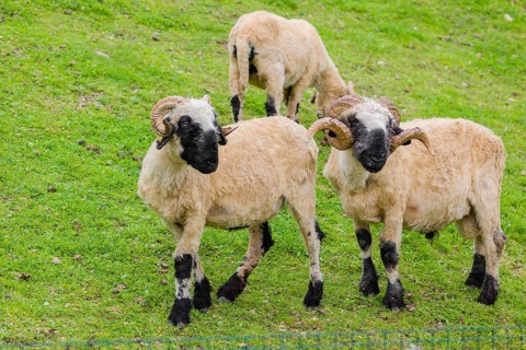 Three Valais Blacknose sheep (Avis Aries) stand on a green meadow on hilly ground