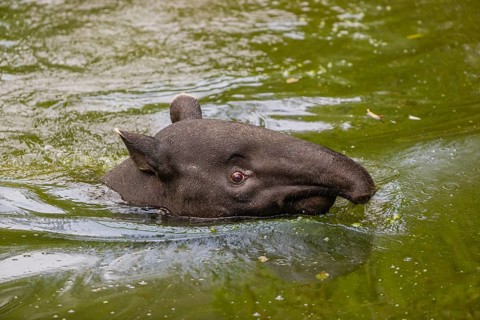 A Malayan tapir (Acrocodia indica) swims in a river