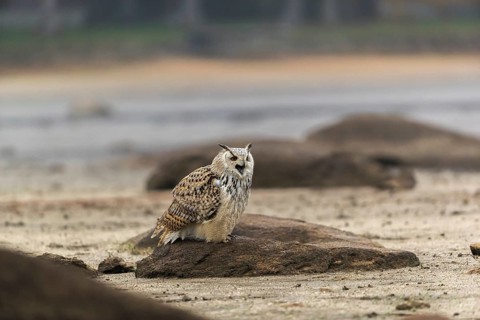 One Siberian Eagle Owl (Bubo bubo sibiricus) sitting on a rock at a dry lakeshore on an autumnal