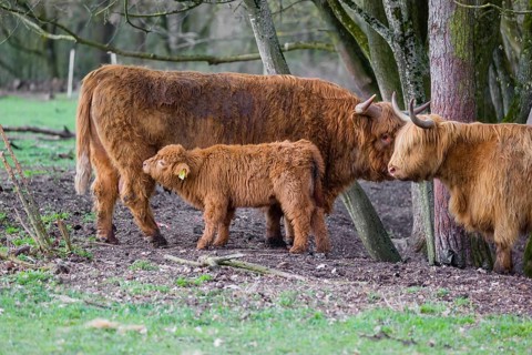 A family of Highlands (Bos (primigenius), a bull, a cow and a calf stand at a forest edge