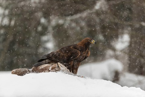One golden eagle (Aquila chrysaetos) sitting on a carcass of a red fox on a snowy meadow during