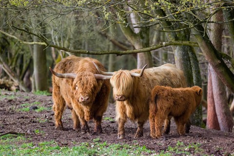 A family of Highlands (Bos (primigenius), a bull, a cow and a calf stand at a forest edge