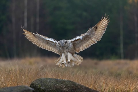 One Siberian Eagle Owl (Bubo bubo sibiricus) landing on a rock between tall reed grass lakeshore on