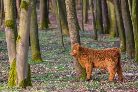 One Highland calf (Bos (primigenius) taurus) stands at a forest edge