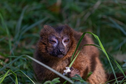 One red-bellied lemur (Eulemur rubriventer) sitting on grass, feeding on a leaf. Green vegetation