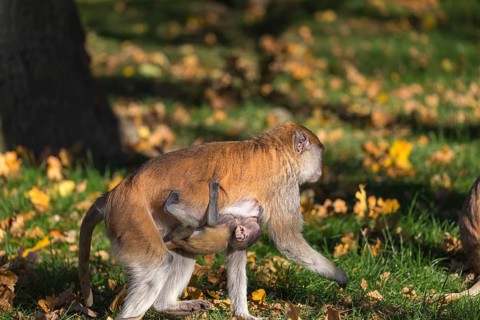One female patas monkey (Erythrocebus patas)with her baby in late light on a green meadow