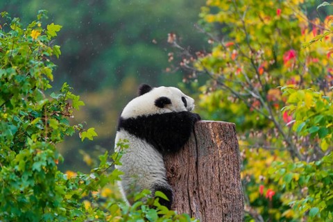 A Giant Panda, cub, ailuropoda melanoleuca, climbs up a dead tree