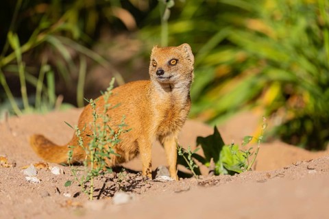One yellow mongoose, Cynictis penicillata, or red meerkat sitting on sandy terrain