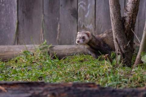 One male ferret (Mustela putorius furo) walking on grass along a wooden fence