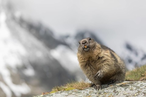 One Alpine Marmot, Marmota marmota, standing on a rock with green grass and snowy mountains in the