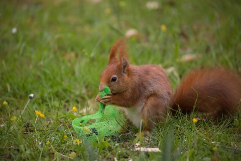 One Red squirrel or Eurasian red squirrel (Sciurus vulgaris) feeding on bird food in a plastic net.