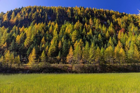 Little pond of the Malta river with a mountain forest in fall foliage on a bright sunny morning.