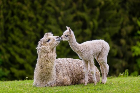 One white female Alpaca (Vicugna pacos) lies a on a fresh green meadow, one young stands next to