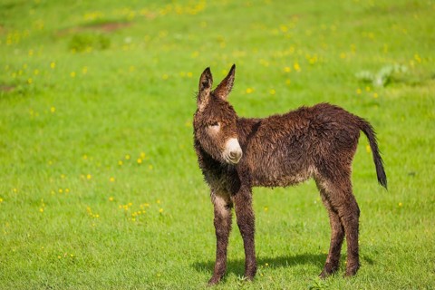 A mixed breed donkey foal stands in a meadow and stretches itself
