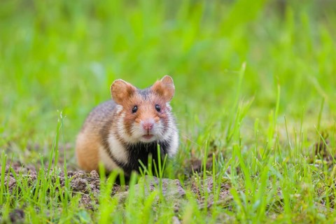 A European hamster (Cricetus cricetus), Eurasian hamster, black-bellied hamster or common hamster,