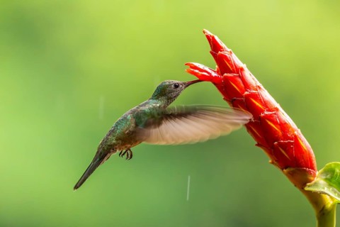 Green-fronted Brilliant Hummingbird (Heliodoxa jacula), Hummingbird (Trochilidae), Swiftbirds