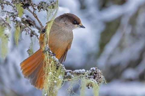 Siberian jay (Perisoreus infaustus, Corvus infaustus) perched in spruce tree in snow covered taiga