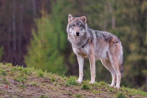 An adult male grey wolf (Canis lupus lupus) stands on a sloping meadow on a hill and observes the