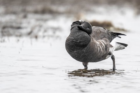 Brent goose (Branta bernicla), Amrum, Schleswig-Holstein, Germany, Europe