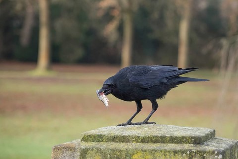 A crow (Corvus corone) with a prey fish in its beak on a stone bridge pillar in a green