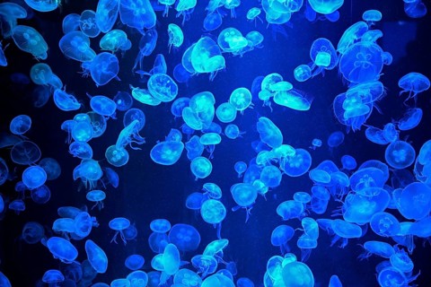Box jellyfish (Aurelia aurita) in a tank of the Bang Saen Aquarium, Chonburi Province, Thailand,