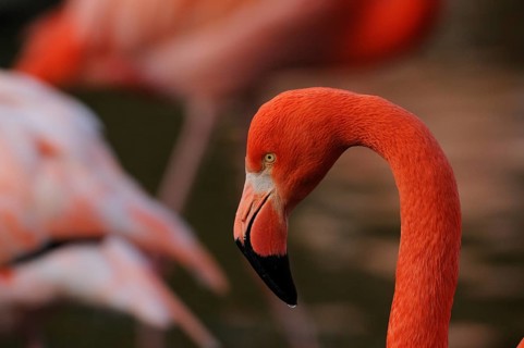 Close-up of an orange flamingo in its natural environment, Cuban flamingo (Phoenicopterus ruber),