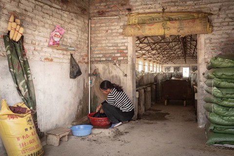 Labourer Ma Jian Hui, the workers live in the respective buildings where the ducks are kept, a