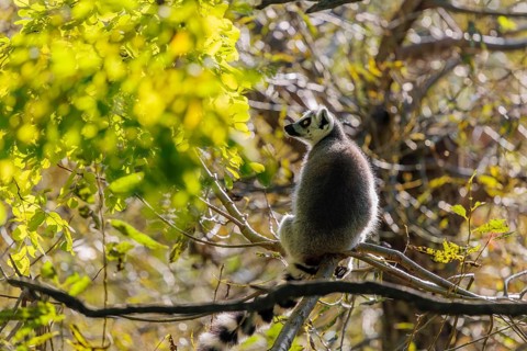 A ring-tailed lemur (Lemur catta) sits high up in a tree on a branch between fresh green leaves