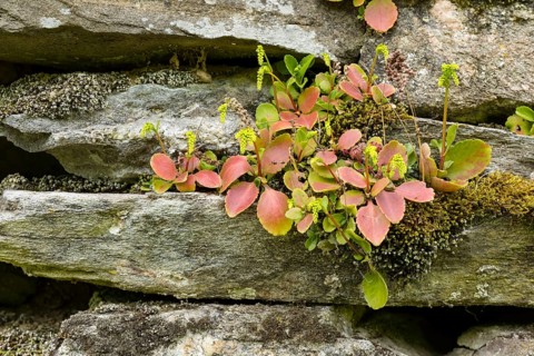Caucasus forest thicket (Chiastophyllum oppositifolium) on a wall, Erzgebirge, Saxony, Germany,