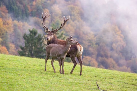 A red deer stag (Cervus elaphus) and a hind are standing in a meadow in hilly terrain. A forest