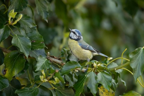 Blue tit (Cyanistes Caeruleus) adult bird on an Ivy tree branch, England, United Kingdom, Europe