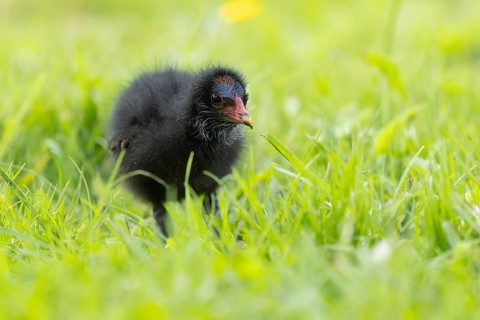 Common moorhen or Waterhen (Gallinula chloropus) juvenile baby chick bird amongst grass, England,