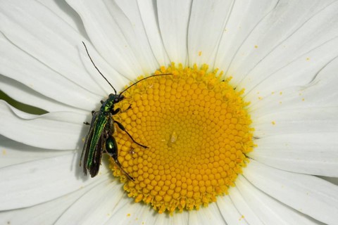 Thick-legged flower beetle (Oedemera nobilis) adult insect on an Oxeye daisy flower in the summer,