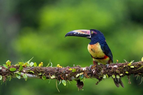 Collared Aracari (Pteroglossus torquatus), Toucans (Ramphastidae), Laguna del Lagarto Lodge,