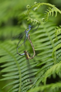 Emerald damselfly (Lestes sponsa) adult male and female insects mating on a Bracken plant leaf in