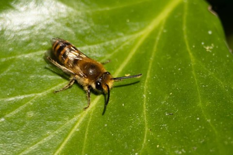 Ivy bee (Colletes hederae) adult insect on an ivy plant leaf in the summer, England, United