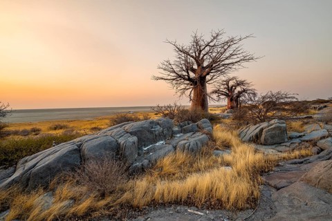 African baobab (Adansonia digitata), several trees between stones at sunrise, Kubu Island (Lekubu),