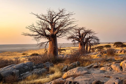 African baobab or baobab tree (Adansonia digitata), several trees at sunrise, Kubu Island (Lekubu),
