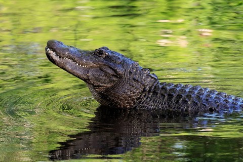 Mississippi Alligator (Alligator mississippiensis), pike alligator, adult, friendly, portrait,