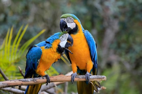 Yellow-breasted Macaw (Ara ararauna), adult, perch, pair, social behaviour, plumage care, South