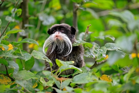 Emperor bearded tamarin (Saguinus imperator subgrisescens), adult, on tree, portrait, alert, South