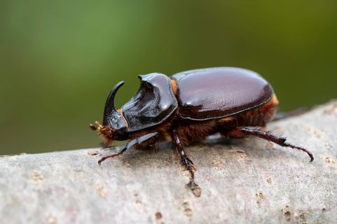 Rhinoceros beetle (Oryctes nasicornis), male, Oberhausen, Ruhr area, North Rhine-Westphalia,