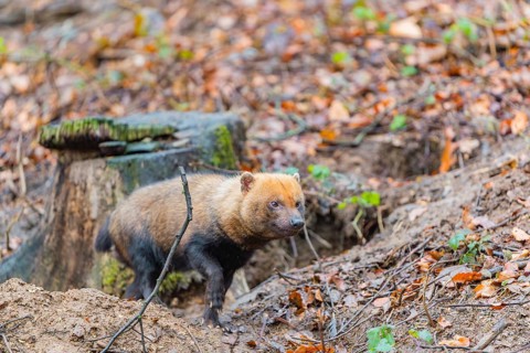 One Bush dog (Speothos venaticus) walking thru deforested area with dead leaves on the hilly ground
