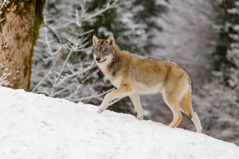 A young grey wolf (Canis lupus lupus) runs across the sloping, snow-covered meadow at the edge of a