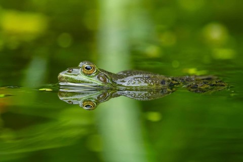 Edible frog (Pelophylax esculentus) in a little lake in the water, Bavaria, Germany, Europe