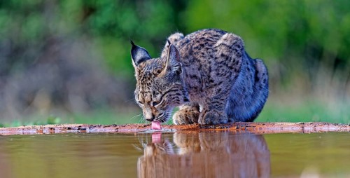 Lynx pardinus at a waterhole, Castilla-La Mancha, Spain, Europe