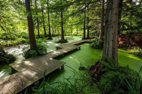 Bochum, North Rhine-Westphalia, Germany - Swamp cypresses in the tertiary pond, Botanical Garden of