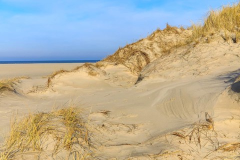 Marram Grass on a dune, in the background the north beach and the sea of Norderney, Lower Saxony,