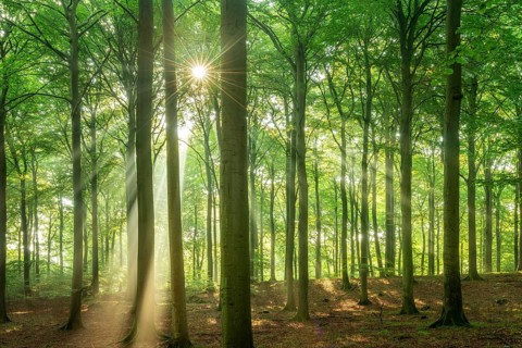 The sun shines through a near-natural beech forest (Fagus sp.) with morning mist, Stubnitz forest